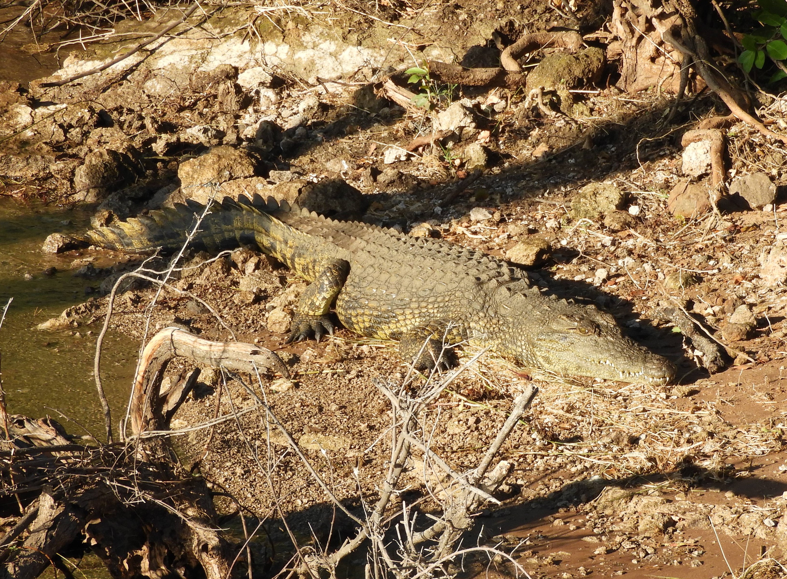 Coccodrillo nel fiume Zambesi - Botswana