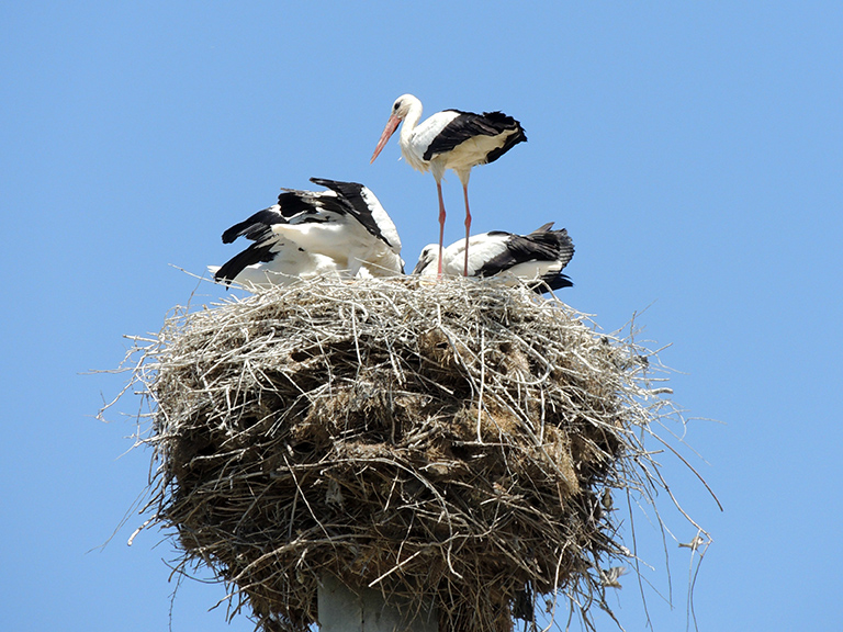 768 - nido di cicogne