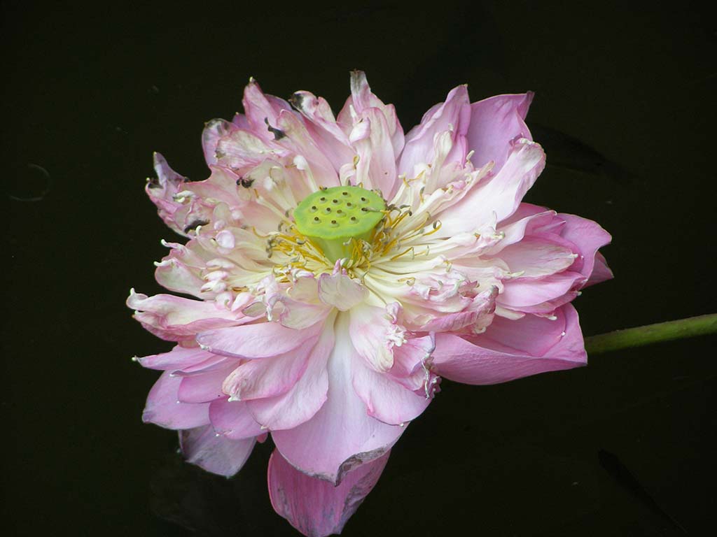 563 - Fiore di loto - Cambogia