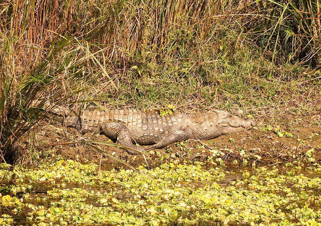 Coccodrillo nel Parco Nazionale di Chitwan - Nepal
