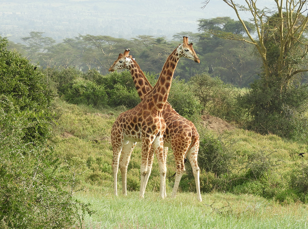 07 - Giraffe nel Parco Nazionale del lago Nakuru - Kenya