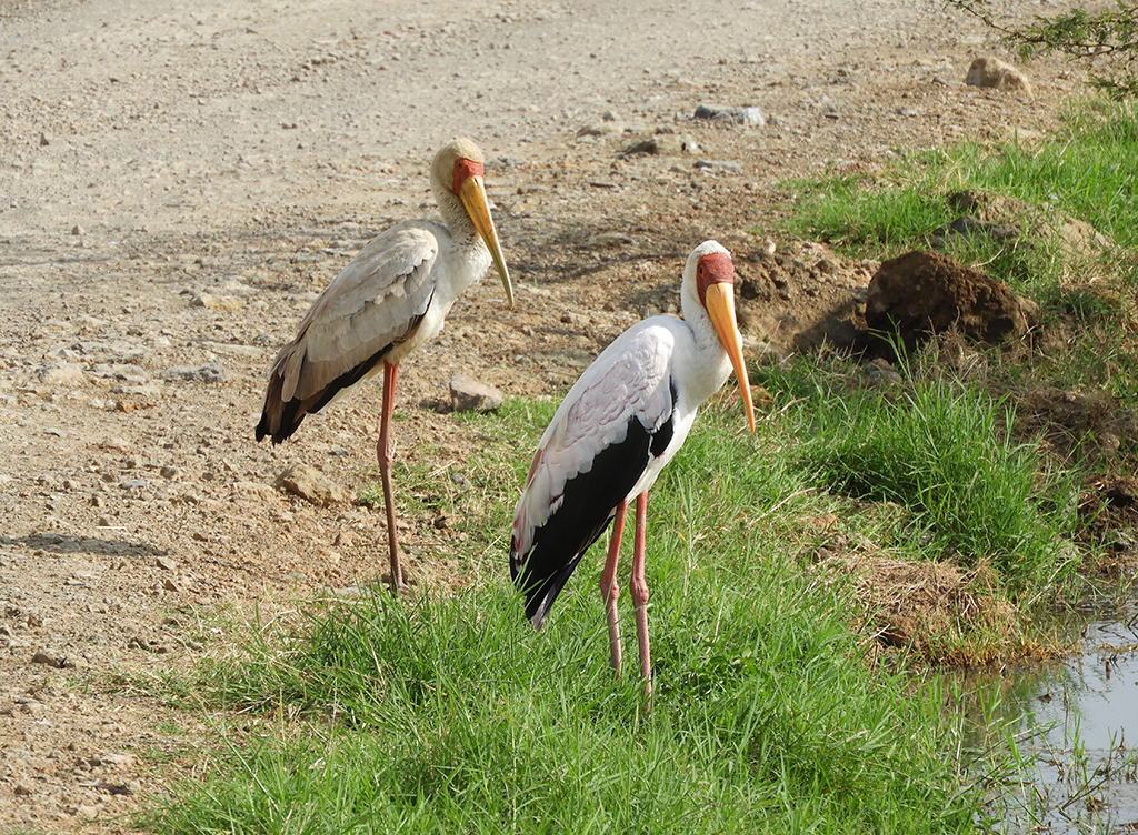 02 - Cicogne nel Parco Nazionale del lago Nakuru - Kenya