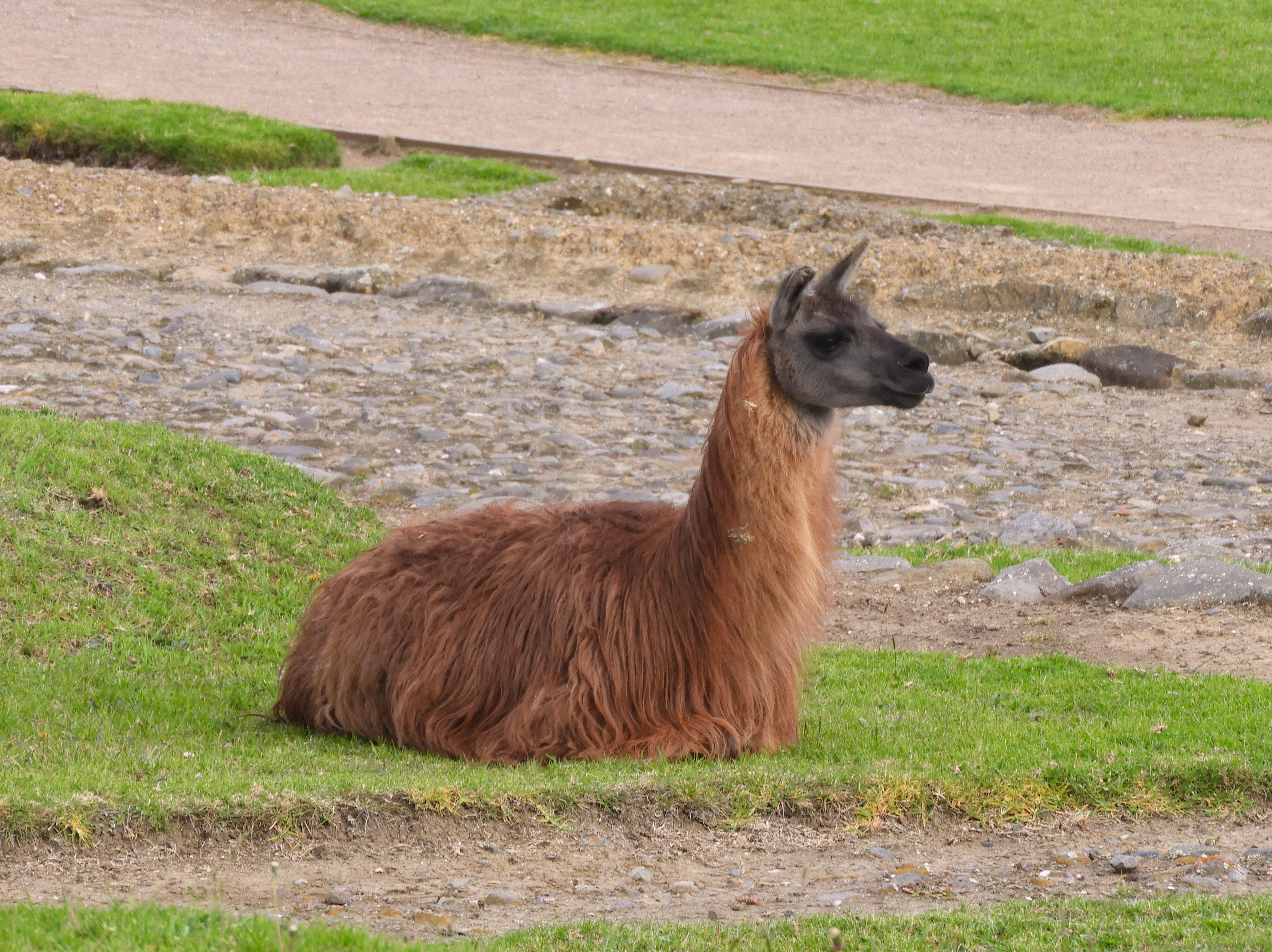 1284 - 016 - Lama a Ingapirca - Ecuador