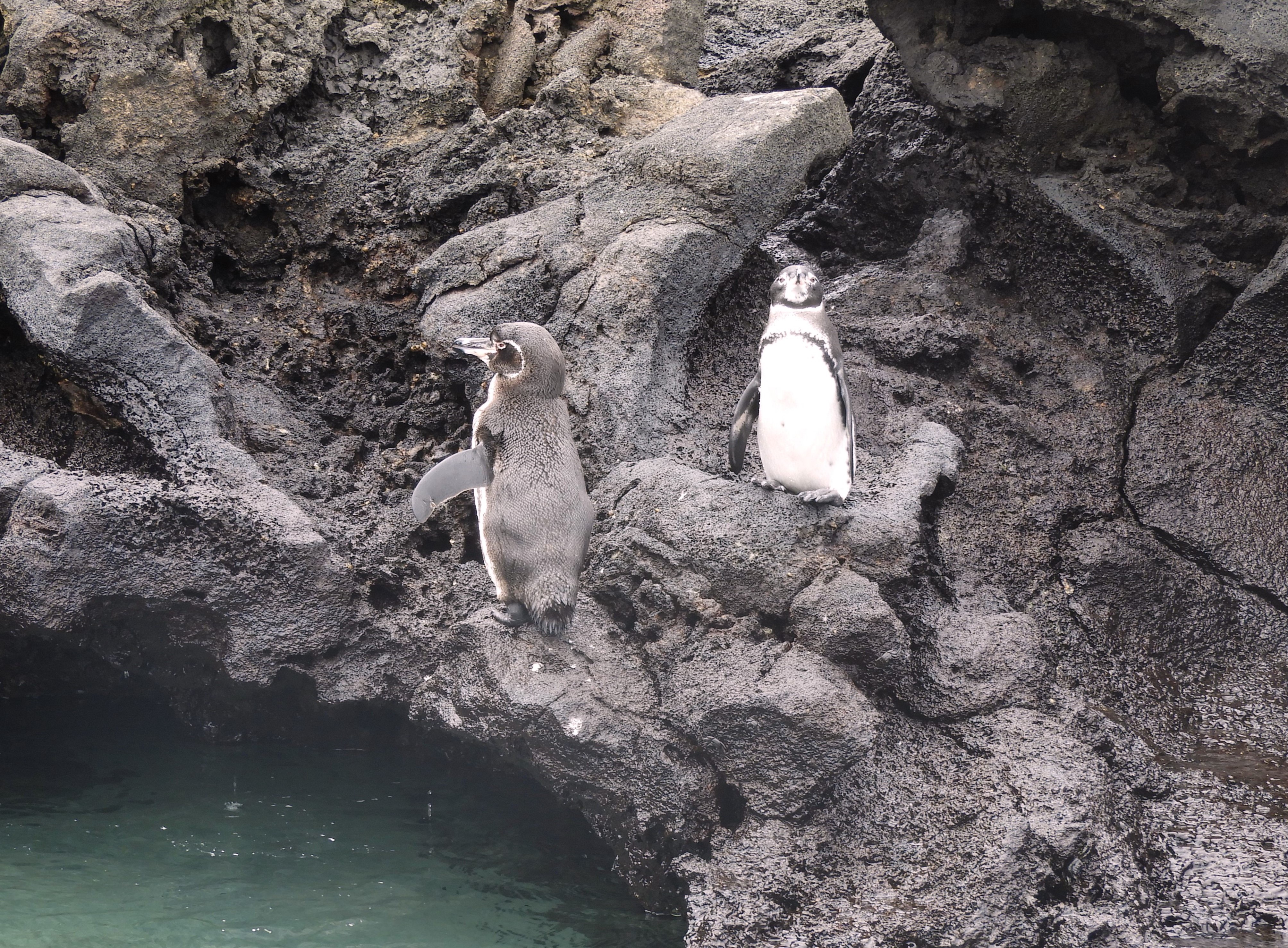 1305 - 035 - Pinguini delle Galapagos