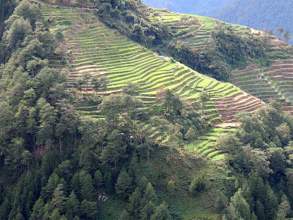 809 -Â Filippine - Terrazze di riso a Sagada